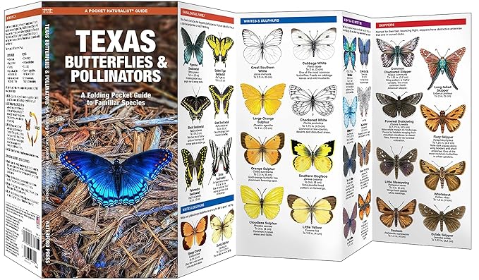 Texas Butterflies Pocket Guide (9781620053768)