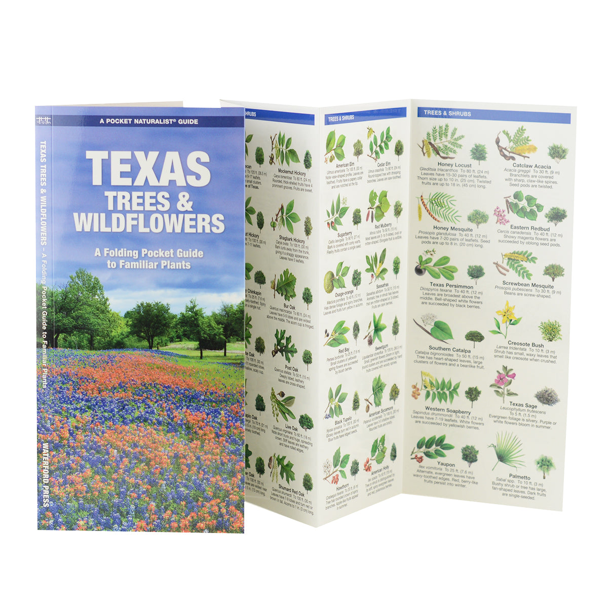 Texas Trees & Wildflowers: A Pocket Guide to Familiar Species (9781583550984)