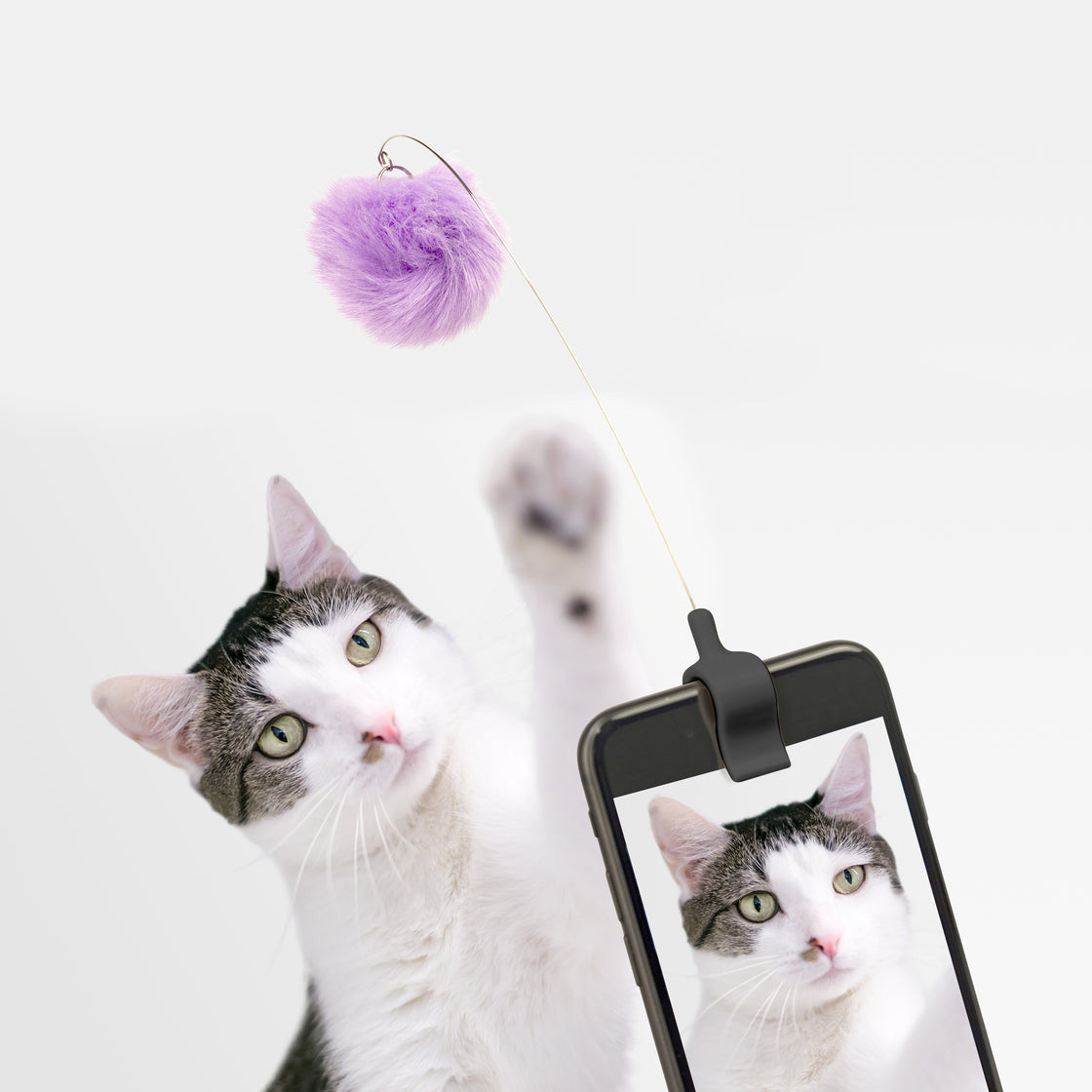Kitty Photo Phone Clip (Color Chosen at Random)