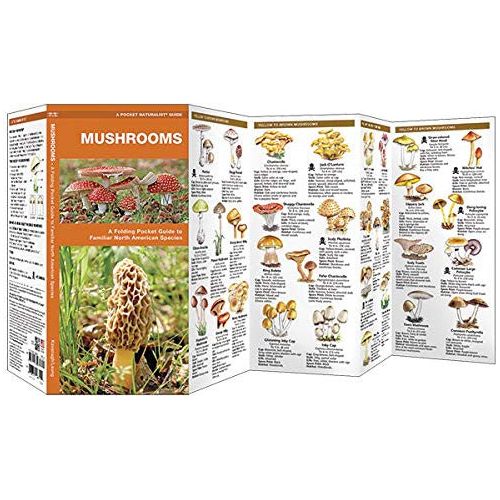 Mushrooms Pocket Guide To Familiar North American Species